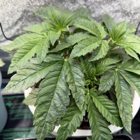 Permanent Marker - Auto Seeds