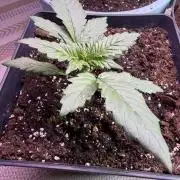 Eternity Cup 2026 - Sticky Brokkoli Auto