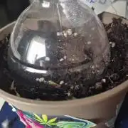 Growgoku420_official