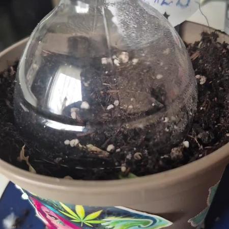 Growgoku420_official