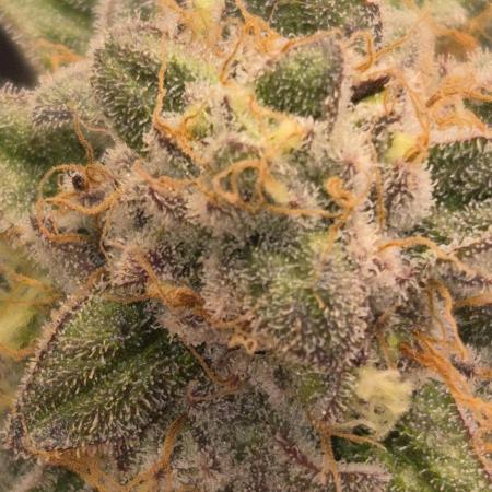 ganjafarmer  seed test 2026