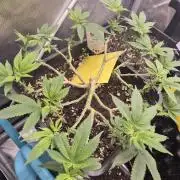 Kannabiaseeds  Apple fritter