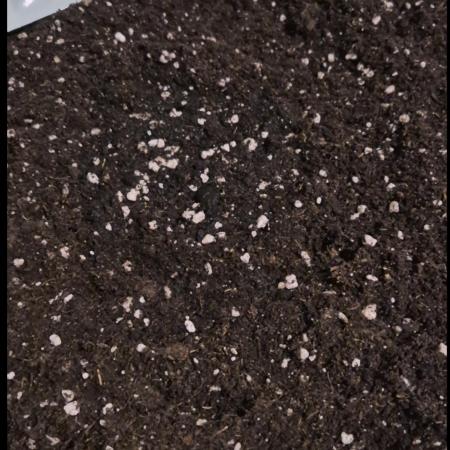 Ganjafarmer  seed test 2026