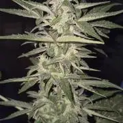 Ganjafarmer  seed test 2026