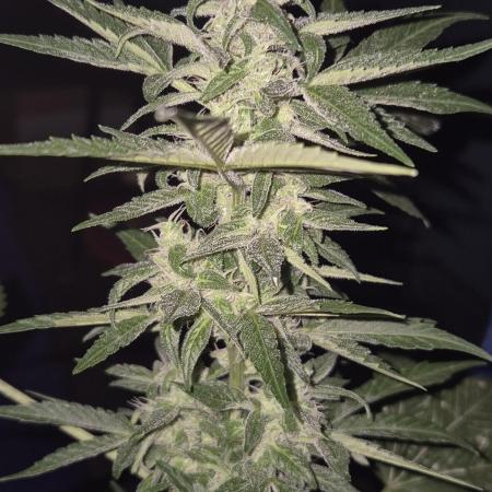 Ganjafarmer  seed test 2026