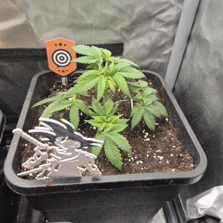 Kannabiaseeds  Apple fritter