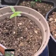 Kannabiaseeds  Apple fritter