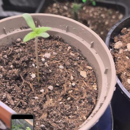 Kannabiaseeds  Apple fritter