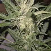 ganjafarmer  seed test 2026