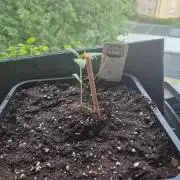 ganjafarmer  seed test 2026