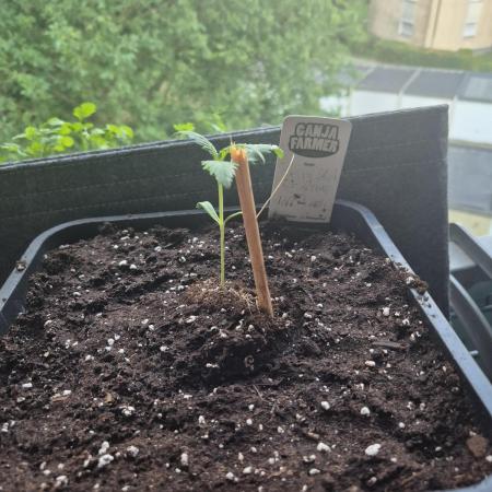 ganjafarmer  seed test 2026