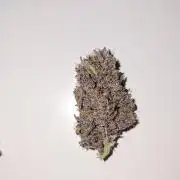 Diablo rojo XL by Sweet Seeds