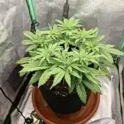 Diablo rojo XL by Sweet Seeds
