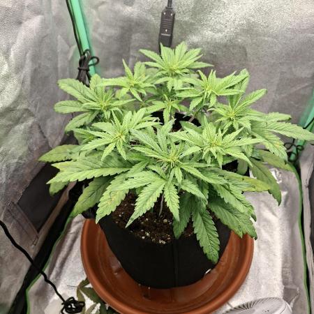 Diablo rojo XL by Sweet Seeds