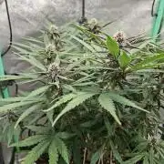 Diablo rojo XL by Sweet Seeds