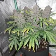 Diablo rojo XL by Sweet Seeds