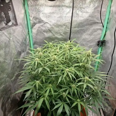 White widow F1 auto