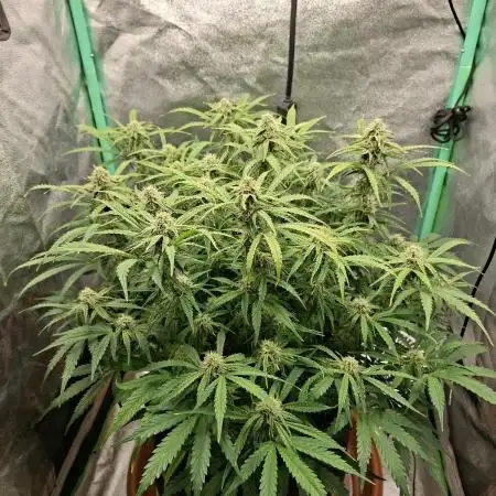 White widow F1 auto