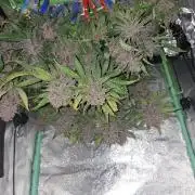 Diablo rojo XL by Sweet Seeds