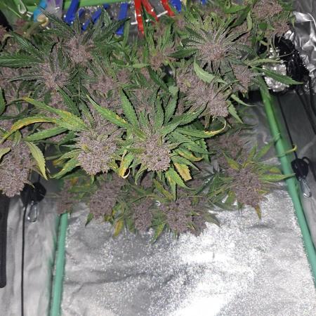 Diablo rojo XL by Sweet Seeds