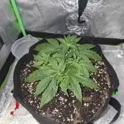 White widow F1 auto