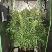 Fat banana auto last goodbye