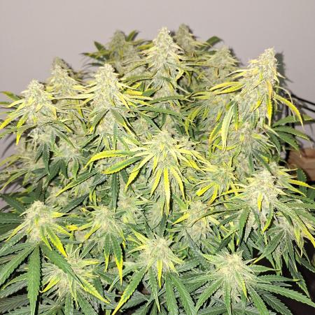 White widow F1 auto