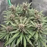 Diablo rojo XL by Sweet Seeds