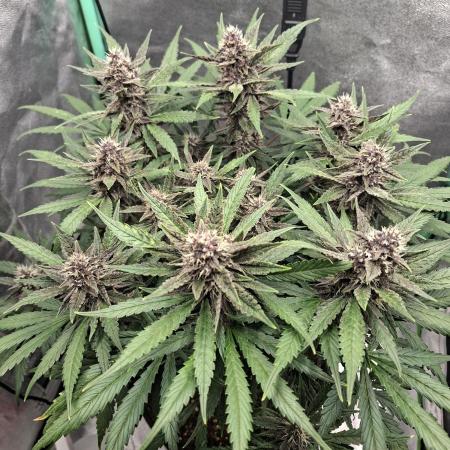 Diablo rojo XL by Sweet Seeds