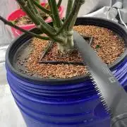 Jack Herer Auto DWC