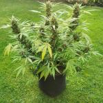 Wedding Cheesecake Auto - Fast Buds Outdoor Grow