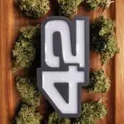 Sour Jealousy Auto Outdoor Grow