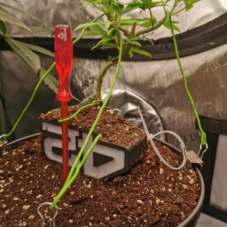 TPB Purple Lemonade FF Bonsai