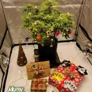 Cherry Cola Auto FastBuds