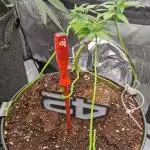TPB Purple Lemonade FF Bonsai