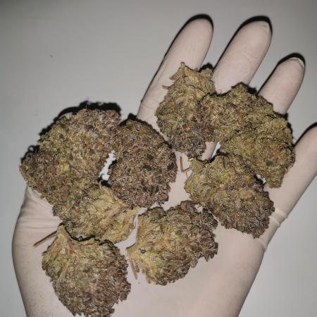 Strawberry Gorilla Auto Organic Grow