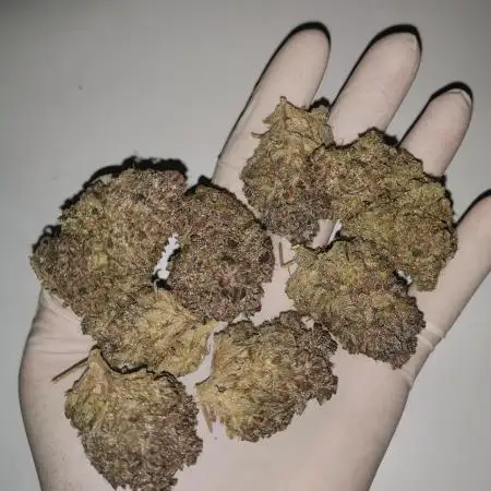 Strawberry Gorilla Auto Organic Grow