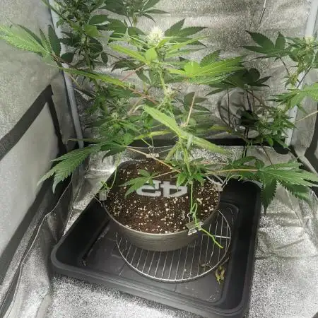 TPB Purple Lemonade FF Bonsai