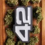 Sour Jealousy Auto Outdoor Grow