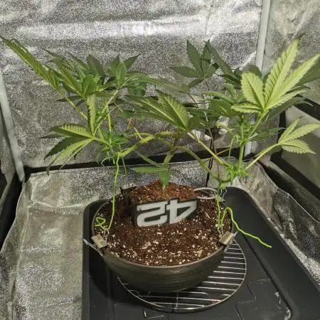 TPB Purple Lemonade FF Bonsai