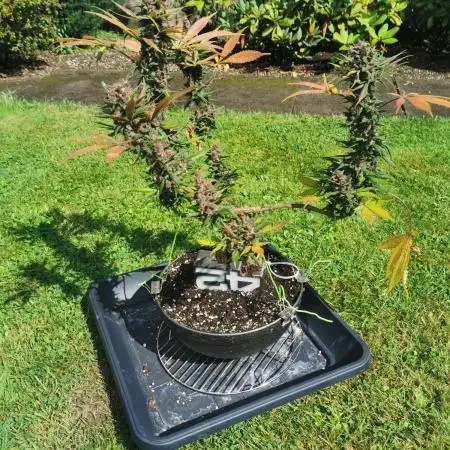 TPB Purple Lemonade FF Bonsai