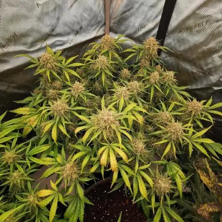 TPB Z-Up Auto FastBuds Tester FBA2508 Grow