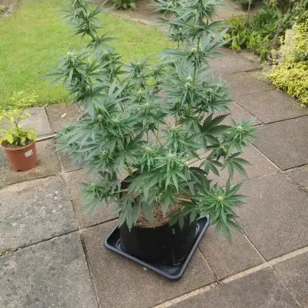 Sour Jealousy Auto Outdoor Grow