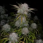 Cherry Cola Auto - Fast Buds