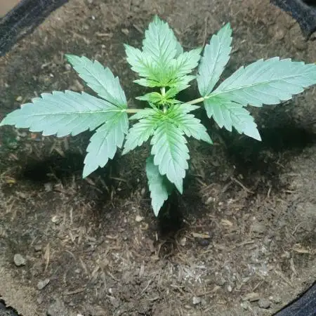 Sour Jealousy Auto Outdoor Grow