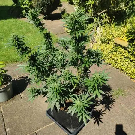 Sour Jealousy Auto Outdoor Grow