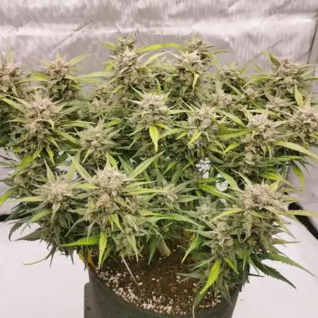 Strawberry Gorilla Auto Organic Grow