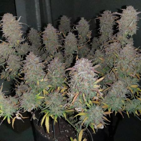 TPB Z-Up Auto FastBuds Tester FBA2508 Grow