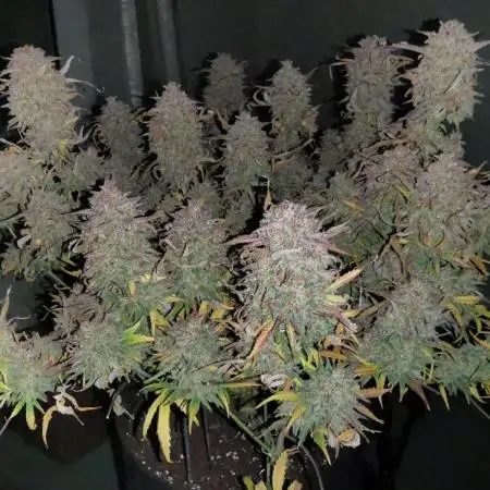 TPB Z-Up Auto FastBuds Tester FBA2508 Grow