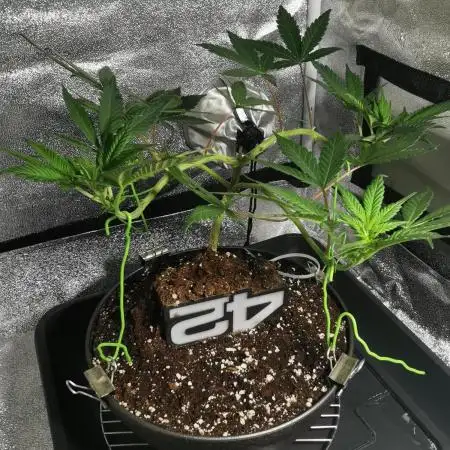 TPB Purple Lemonade FF Bonsai